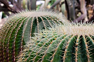 Astrophytum myriostigma, green cactus in the garden