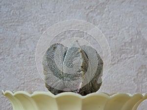 Astrophytum myriostigma on a light background