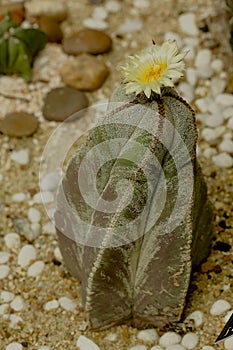 Astrophytum myriostigma in nature On the sand