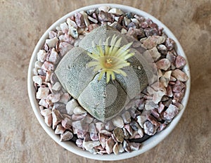 Astrophytum Myriostigma quadricostatum cactus bloom top view