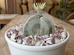 Astrophytum Myriostigma quadricostatum cactus flower closeup