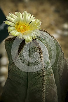 Astrophytum myriostigma is a species of cactus