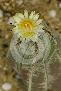 Astrophytum myriostigma is a species of cactus