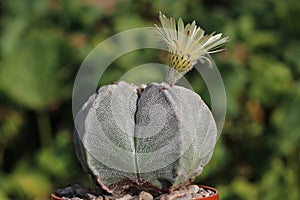 Astrophytum myriostigma a thousand-point cactus