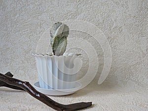 Astrophytum myriostigma in a white pot