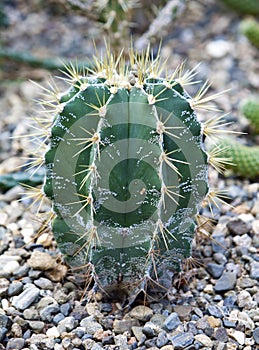Astrophytum ornatum, the bishop cap or monk hood cactus photo