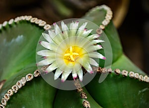 Astrophytum ornatum, cactus blooming with a yellow flower in the spring collection, Ukraine photo