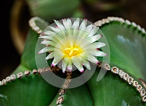 Astrophytum ornatum, cactus blooming with a yellow flower in the spring collection, Ukraine