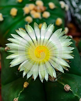 Astrophytum ornatum, cactus blooming with a yellow flower in the spring collection, Ukraine