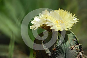 Astrophytum ornatum photo
