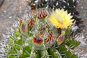 Astrophytum ornatum cactus flower photo