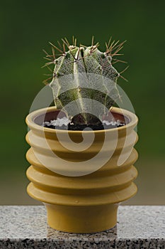 Astrophytum Ornatum Cactus in pot: Natural green background