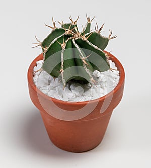 Astrophytum Ornatum Fukuryu Hania Cactus. Isolated on white background. Close Up
