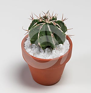 Astrophytum Ornatum Fukuryu Hania Cactus. Isolated on white background. Close Up