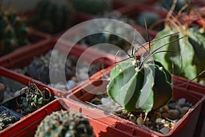 Astrophytum senile cactus in a pot