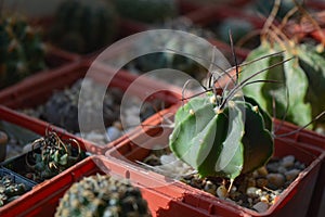Astrophytum senile cactus in a pot photo