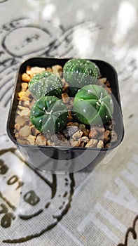Astrophytum, small lovely cactus in black pot . Cutest plants easy to care. Home garden concept.