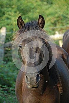 Asturcon, native horse breed in Asturias photo