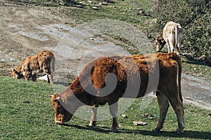 Asturian breed cow grazing with her calf in the bush