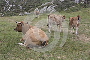 Asturian breed cows photo
