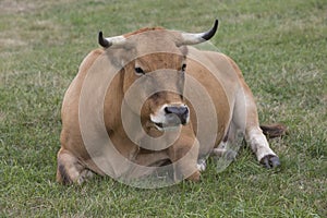 Asturian cow breed photo