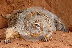 Astute squirrel photo