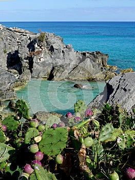 Astwood Cove, Bermuda