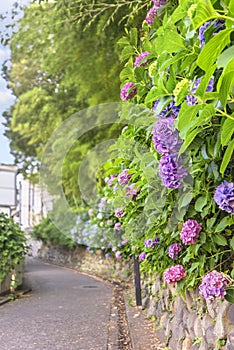 Asuka-no-komichi road in the Nishigahara district of Tokyo famous for its hortensias. photo