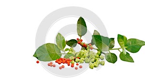 Aswagandha green leaves with green and red fruits over white background. Withania somnifera plant