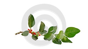 Aswagandha green leaves with green and red fruits over white background. Withania somnifera plant. Studio shot
