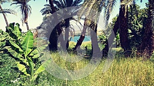 Aswan and nile river and palms