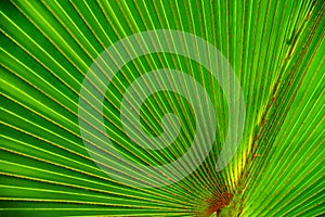 Asymmetrical radial lines fanning out from the base of a large palm frond