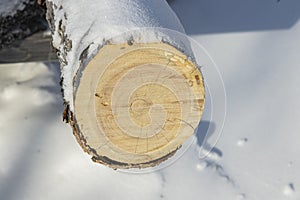 Asymmetrical Tree Rings of a White Spruce Tree from Churchill, Manitoba, Canada