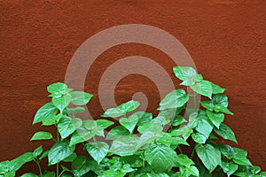 Asystasia gangetica bush on orange brick wall