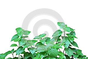 Asystasia gangetica bush on white background photo