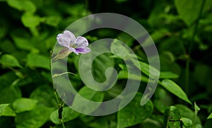 Asystasia gangetica flower photo