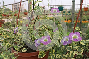 Asystasia gangetica flower plant on pot photo