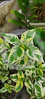 Asystasia gangetica ornamental plant planted in the yard photo