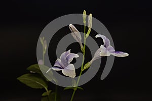 Asystasia gangetica flower plant nature closeup. photo