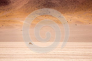 Atacama Desert photo