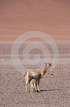 The Atacama desert with a Vicuna mother nursing photo