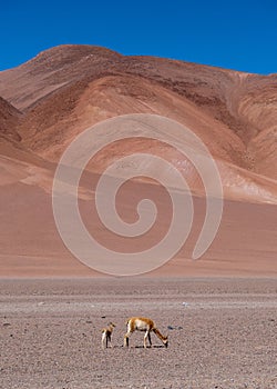 The Atacama desert of Northern Chile with Vicunas photo