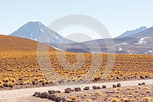 Atacama desert photo