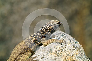 Atacama racer lizard (Microlophus Atacamensis) on a rock