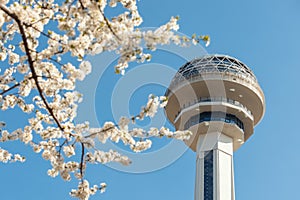 Atakule behind the amazing spring blossom on branches