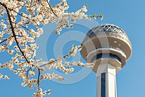 Atakule behind the amazing spring blossom on branches