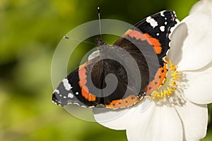 Atalanta, Red Admiral, Vanessa atalanta