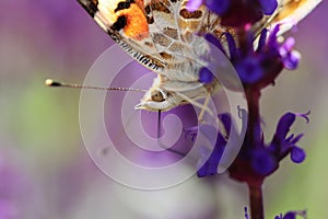 Atalanta vlinder in detail