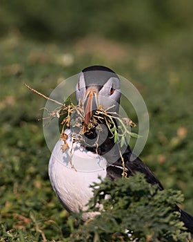 Atalntic Puffin with beak full of nesting material