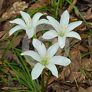 Atamasco Lily